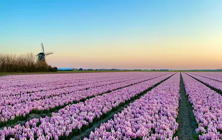 Early Flower fields with Lunch & Windmill Guided Day Tour