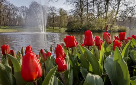 Luxury Private Transfer Tour to Keukenhof Lisse