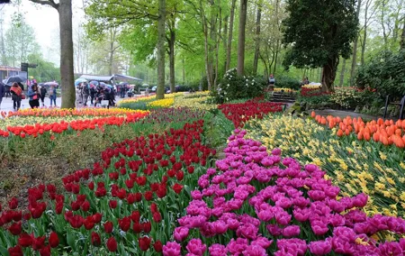 Private Day Trip to Keukenhof and The Tulperij