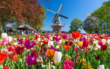 Fast Track Keukenhof Gardens from Amsterdam by Private Car