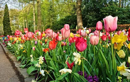 Private 4 hours Keukenhof Tulip Fields Tour from Amsterdam