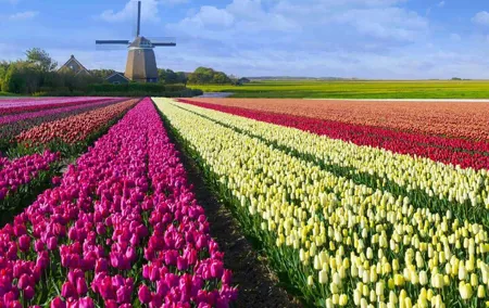 4 Hours Amsterdam Private Guided Tour with Roundtrip Transfer
