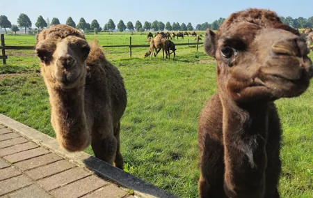 Camel Experience from Amsterdam to Berlicum Privat Group Tour