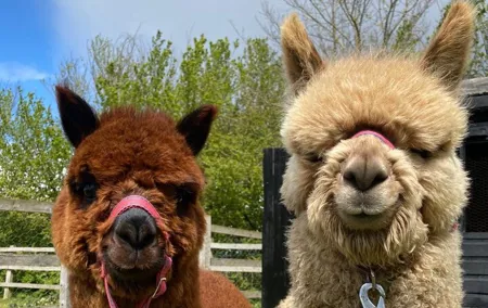 Amsterdam Utrecht Alpaca Trails and Castle Tales