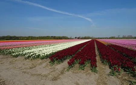 4 hours private tour to the famous colourfull flower fields from Amsterdam