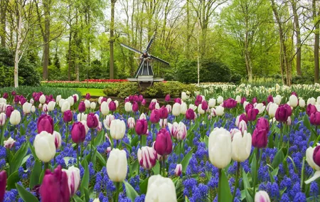 Private Tour: Keukenhof and FlowerFarm Tour From Amsterdam