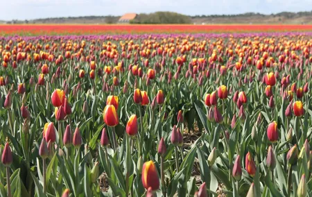 Noord Hollands Private Tulip Tour