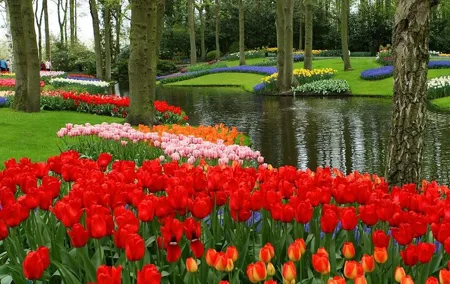 Keukenhof and Leiden Private Tour