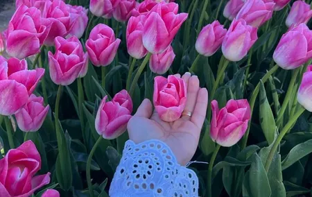 Private Tour in Tesla from Amsterdam to Keukenhof & Tulip Fields