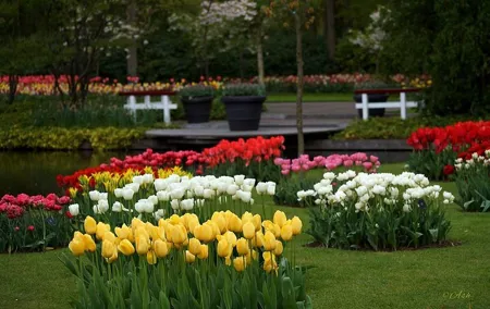 Keukenhof Gardens & Zaanse Schans 9 Hour Day Tour from Amsterdam