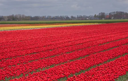 Private Tour from Amsterdam To The Most Impressive Tulip Fields