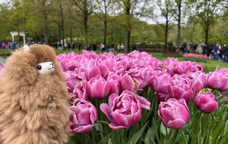 Tulip Paradise: Keukenhof Half-Day Private Tour