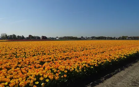 4 hours Private Tour of the flourishing flowerfields by car or minivan