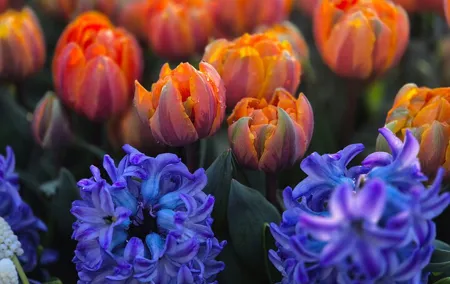 Small group tour to Keukenhof with Tulip Field Trip Experience