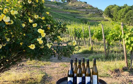 Wine tasting at the winery 3 wines 100% enjoyment