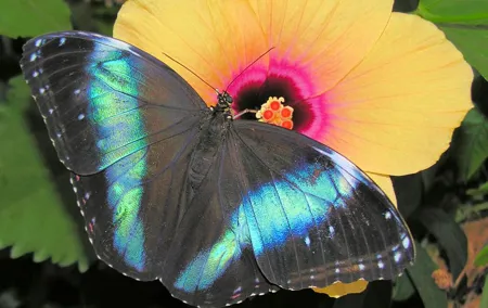Schmetterlinghaus - Imperial Butterfly House Vienna Admission Ticket