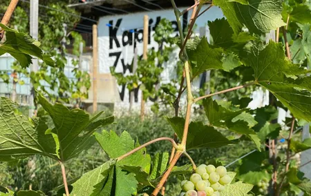 Taste and Tour Small Organic Wineries with a Winemaker