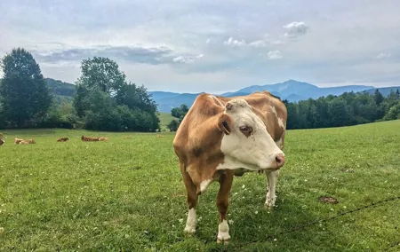 Exploring the Gutenstein Alps