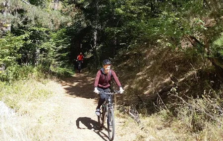 Mountainbike Magic: Vienna's Forest and Fresh Grape Juice