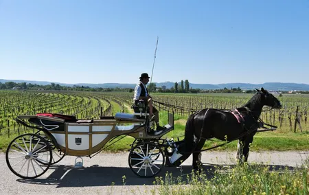 Sparkling carriage ride through Krems and the Wachau vineyards