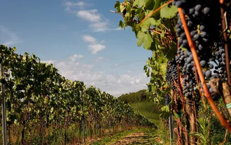 Winery tour and wine tasting of organic Chianti wines and extra virgin oil