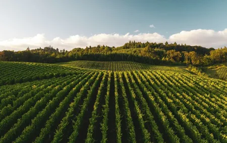 Private Chianti Classico Wine Tour 8 hours from Florence