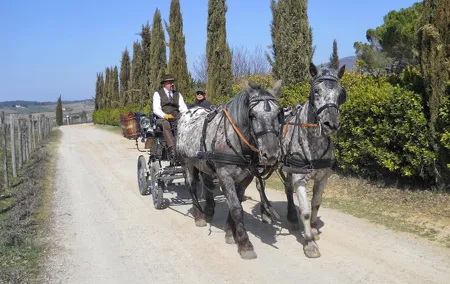 Carriage ride and Lunch in a typical restaurant in the heart of Chianti