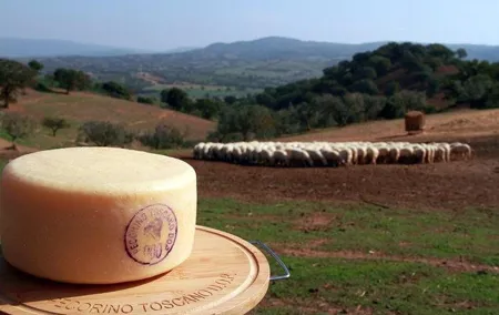 Pecorino Cheese Factory & Chianti Wine Tour in Tuscany - The perfect combination