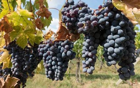 Private Day Trip to Chianti from Florence