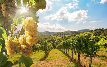 Private Wine Tour in the Tuscan Countryside from Florence