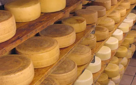 Tuscany Olive Oil and Cheese Tour with San Gimignano Visit