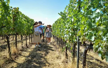 Bocelli Backstage And Wine Day Tour from Florence