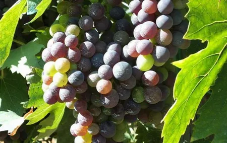 Degustazione del Vino Chianti,visitando Castellina & Greve,in Toscana da Firenze