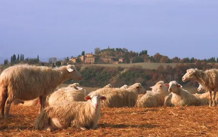 Montepulciano and Pienza Tuscany Wine&Cheese Fullday from Florence