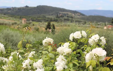 Fabulous Tuscany—organic wine & cheese tour—max 8 pp