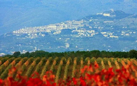 Exclusive Cortona tour from Florence: Land of Tuscan Syrah.