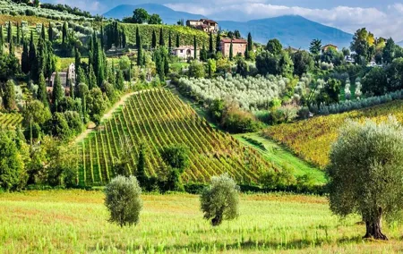 Truffle and Brunello Sommelier Vip Experience in Tuscany Lands from Florence