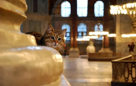Istanbul Highlights: Half Day Morning Tour
