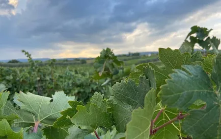 2-Day Wine Tasting Tour along the Thracian Wine Route