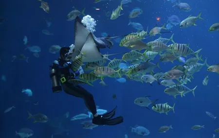 Istanbul Aquarium, Wednesday Bazaar & 212 Mall ~ Solo;Group