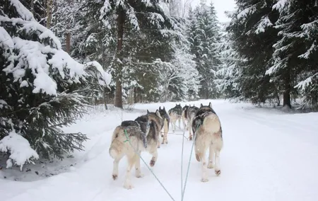 Husky Dog Sledding Tour From Riga