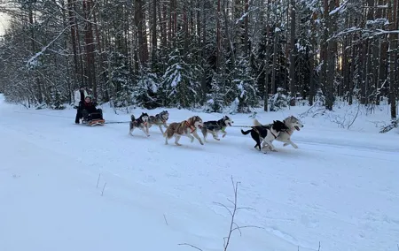 Ultimate Husky dog sledding experience in Latvia - Private tour from Riga