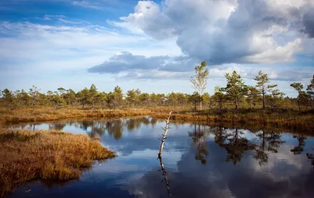 Bogs and Resorts in Jūrmala