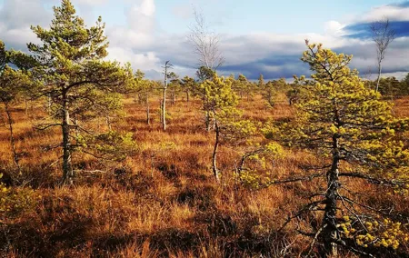 Private Kemeri National Park Bog Walking trail