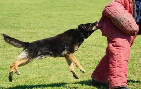 Riga Dog Attack Prank