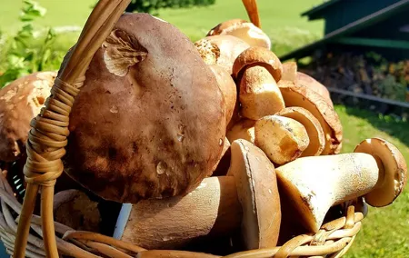 Autumn Mushroom Foraging the Exciting Latvian Tradition