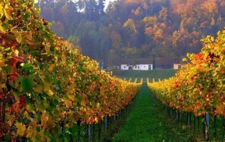 Winetaste in Villany, and visiting Pécs, on a private tour