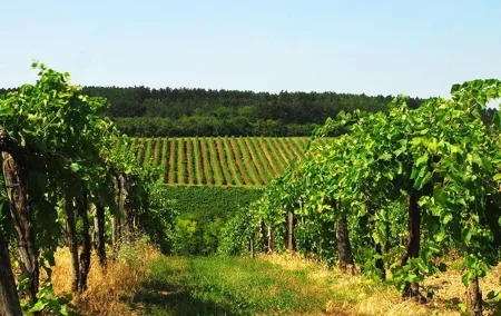 Wine Tasting Experience in Etyek Wine Region with a private air conditioned car