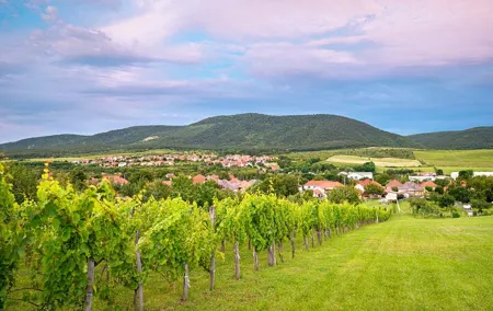Full-Day Private Etyek Wine Tour Experience from Budapest