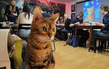 Acrylic Painting Workshop with Cats in Budapest